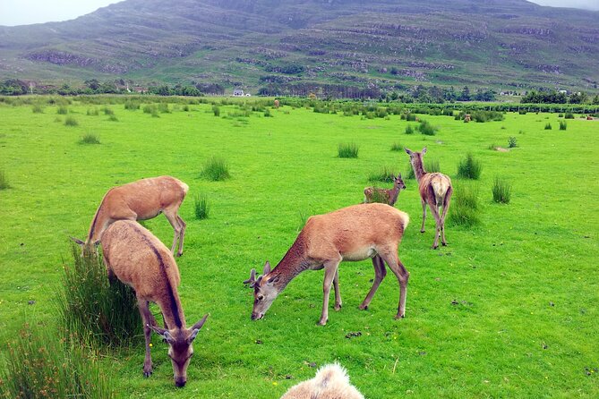 2 Days on the Loch Ness Canal of Caledonia and the Highlands - What the small-group size and guide style change on this itinerary