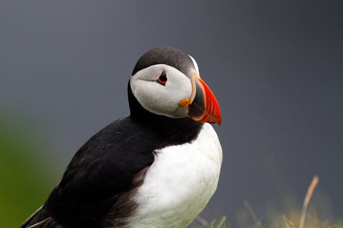 4 Day Mull, Iona and Staffa Puffin Experience from Edinburgh - Day 1: Luss, Inveraray, Dunadd Fort, and arriving in Tobermory