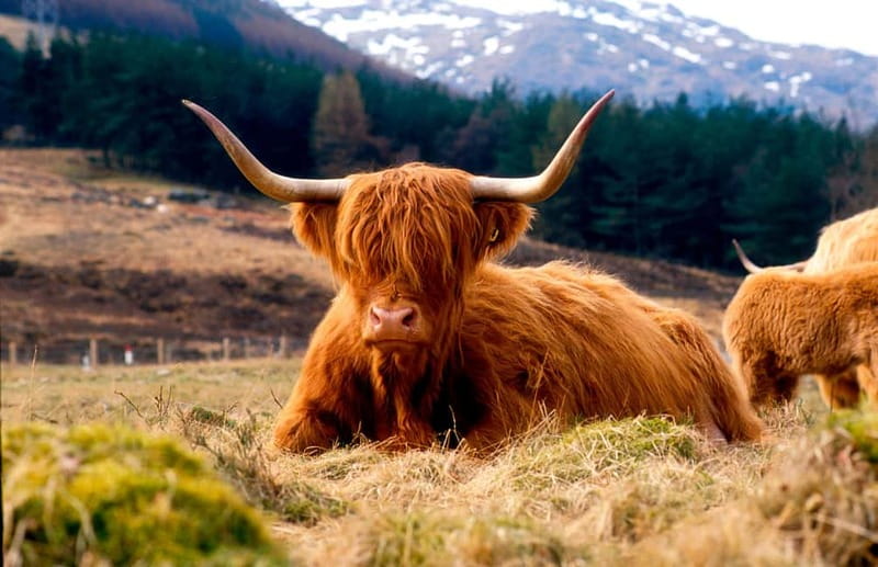 Edinburgh: Balmoral Castle and Scone Palace Royal Tour - A Smooth, Scenic Highland Drive Toward Braemar