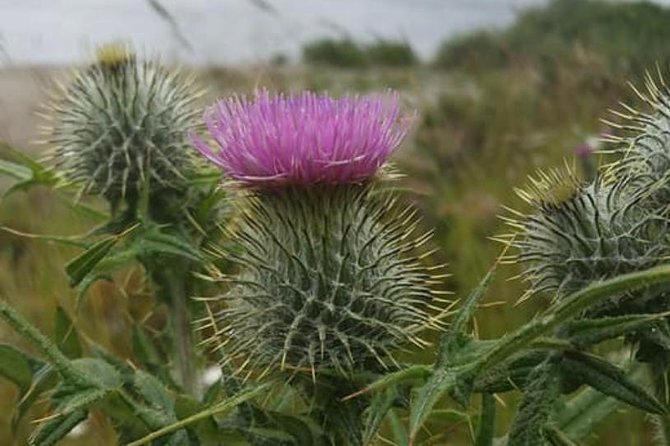 Edinburgh City Centre and St Andrews Private Driving Day Tour - Key Highlights Worth Booking For