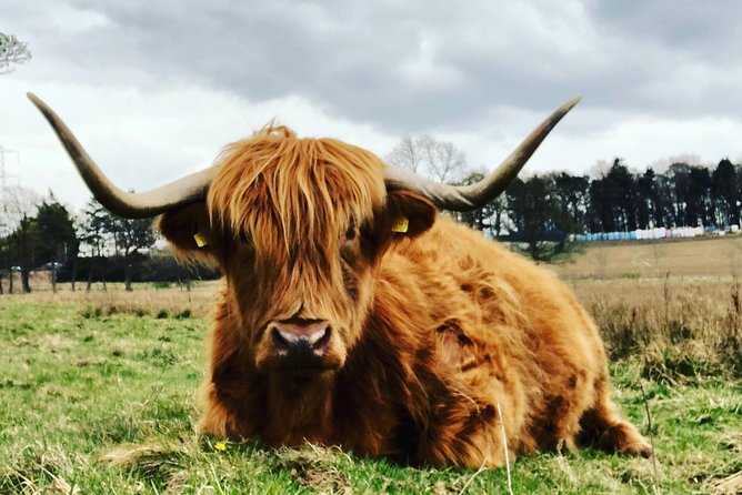 Edinburgh City Centre Private and Personal Half Day Driving Tour - What is included: small comforts that make a 4-hour tour feel easy