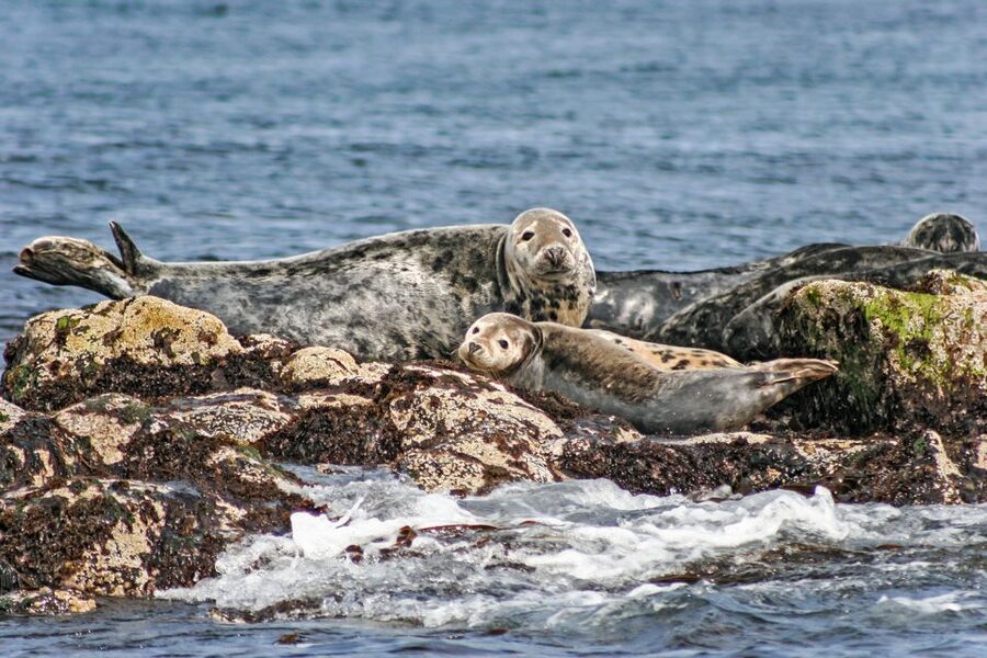 Edinburgh: 'Firth of Forth' Three Bridges Sightseeing Cruise - Firth of Forth Wildlife Time: Seals, Puffins, and More