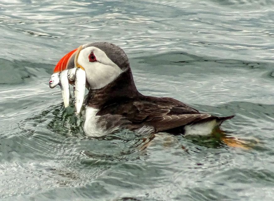 Edinburgh: 'Firth of Forth' Three Bridges Sightseeing Cruise - Price and Value: The $27 Question