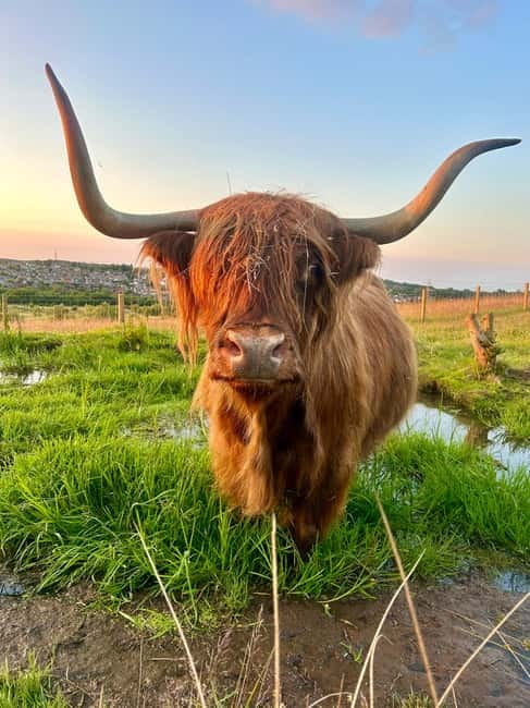 Edinburgh: Highland Cow, Blackness Castle, and Cake Tour - The 5-Hour Flow From Edinburgh That Makes It Work