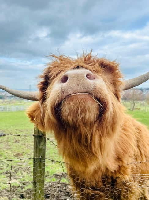 Edinburgh: Highland Cow, Blackness Castle, and Cake Tour - The Highland Coo Farm Visit: Meet the Hairy Stars Up Close