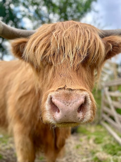 Edinburgh: Highland Cow, Blackness Castle, and Cake Tour - Price and Value: Why $195 Can Make Sense Here