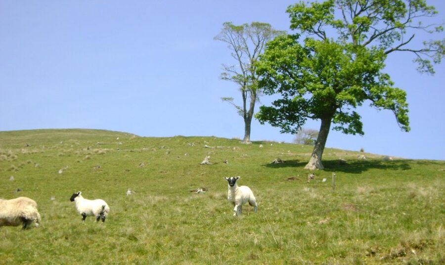 Edinburgh: Hill & Nature Hike With a Local - Rishi’s Nature and History Lessons: Flora, Fauna, Geology, and Celtic Roots