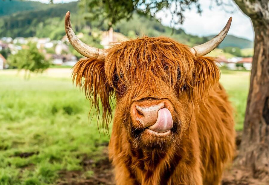 Edinburgh: Loch Ness, Glencoe & the Scottish Highlands Tour - Callander stop: a practical coffee break with a possible Highland Coo sighting