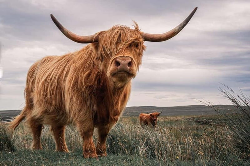Edinburgh: Loch Ness, Inverness & Highlands Tour in Spanish - Key highlights that make this tour worth your time