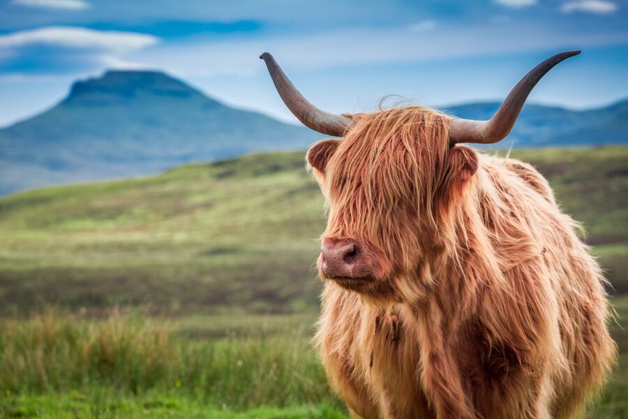 Edinburgh: Loch Ness, Inverness & Highlands Tour in Spanish - Inverness walk along River Ness, the Highlands capital feeling