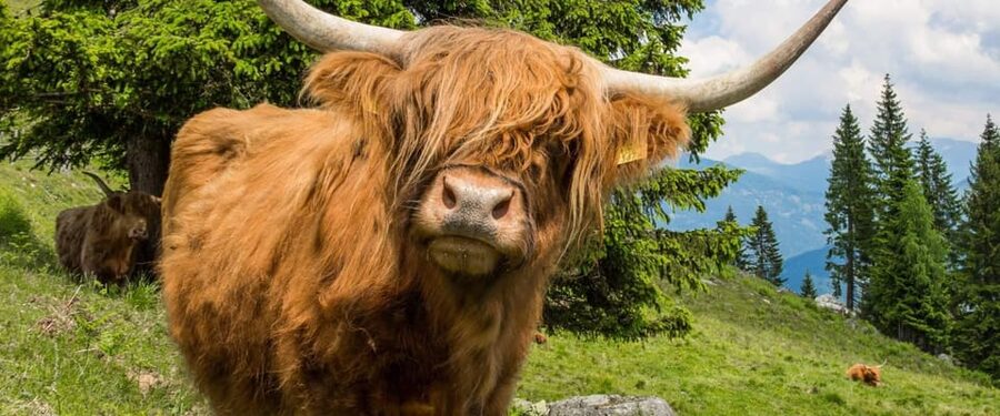 Edinburgh: Loch Ness, Scenic Walk, Glencoe & Whisky Day Tour - Glencoe and the Highlands corridor: dramatic valley scenery in limited time