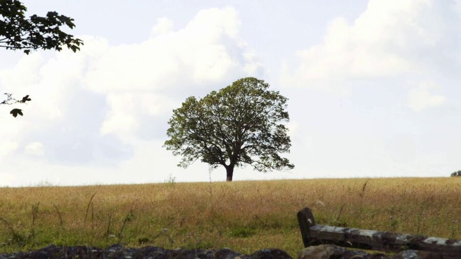 Edinburgh: Rosslyn Chapel and Hadrian's Wall Tour in Spanish - The Spanish guide and the long-drive factor: how to make the day feel lighter