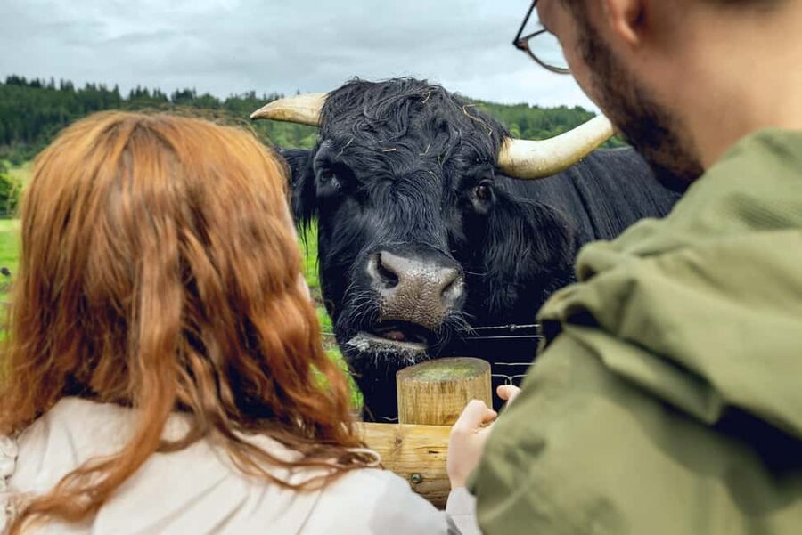 Edinburgh to Scottish Highlands: Whisky, Views & Hairy Coos - Key things that make this tour worth your time