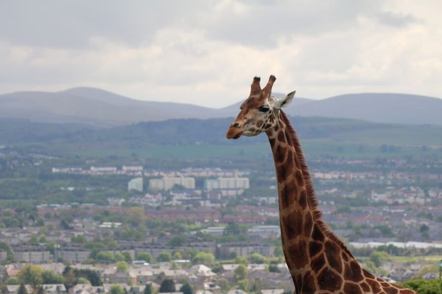 Edinburgh Zoo Entrance Ticket - Key Things You Should Know Before Going