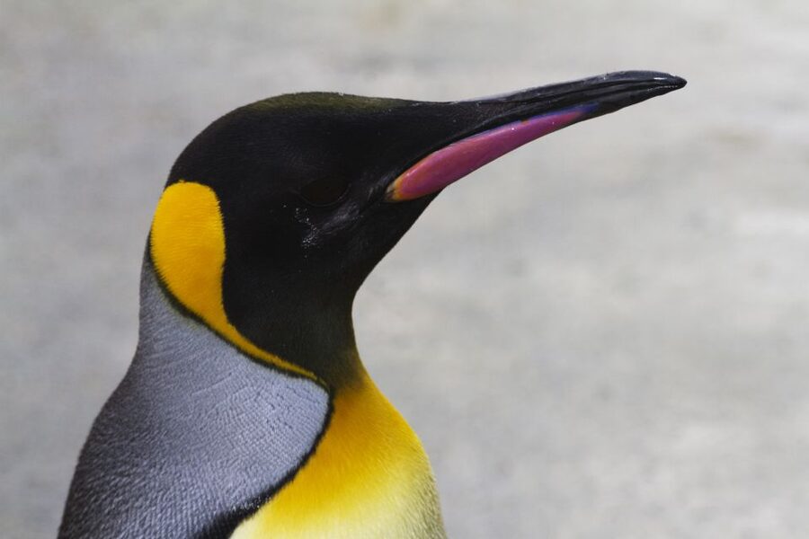 Edinburgh Zoo Entrance Ticket - Penguin Power at the Zoo: How to See the Biggest Pool Without Rushing