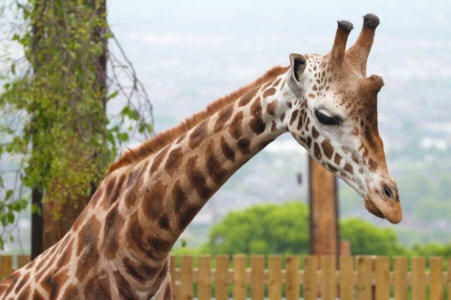 Edinburgh Zoo Entrance Ticket - Giraffes, Views, and the “I Can Actually Get a Photo” Factor