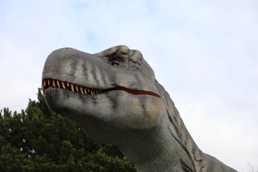 Edinburgh Zoo Entrance Ticket - Rare Species Moments: Koalas, Sloths, Tigers, and Meerkats