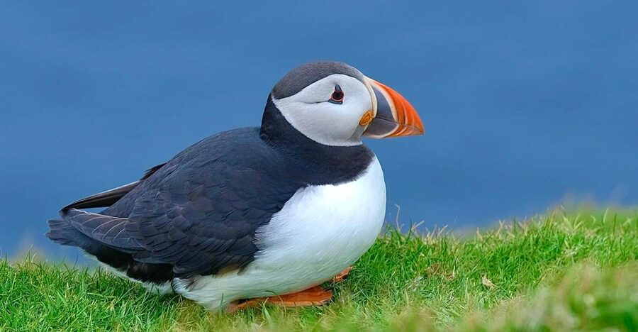 From Edinburgh: 6-Day Shetland & Nothernmost Explorer - Why Shetland, Puffins, and Norse Finds Feel Like a Real Adventure