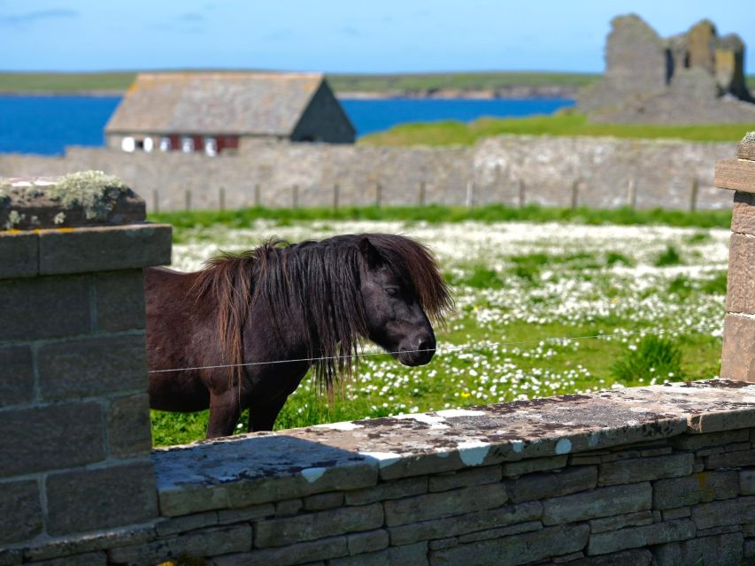 From Edinburgh: 6-Day Shetland & Nothernmost Explorer - Day 5: Shetland ponies at Minn Beach, then Kettla Ness wildlife
