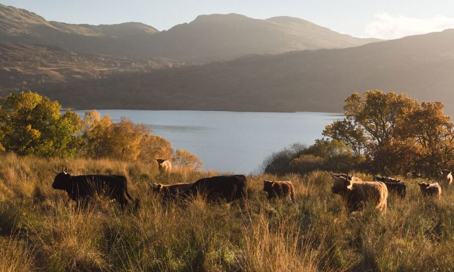 From Edinburgh: Glasgow & Scottish lakes Spanish Tour - Should you book the Edinburgh to Glasgow and Scottish lakes day trip?