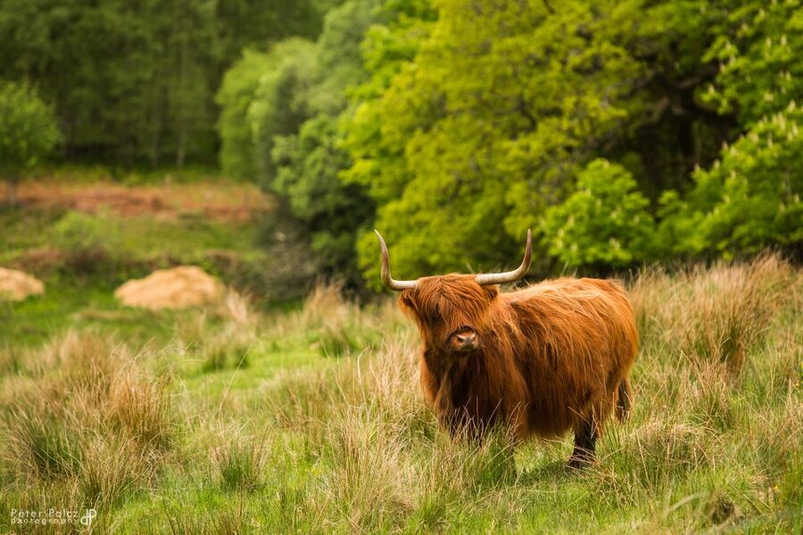 From Edinburgh: Isle of Skye and Hogwarts Express 4-Day Trip - Why this Edinburgh to Skye route works (and not just because of Harry Potter)