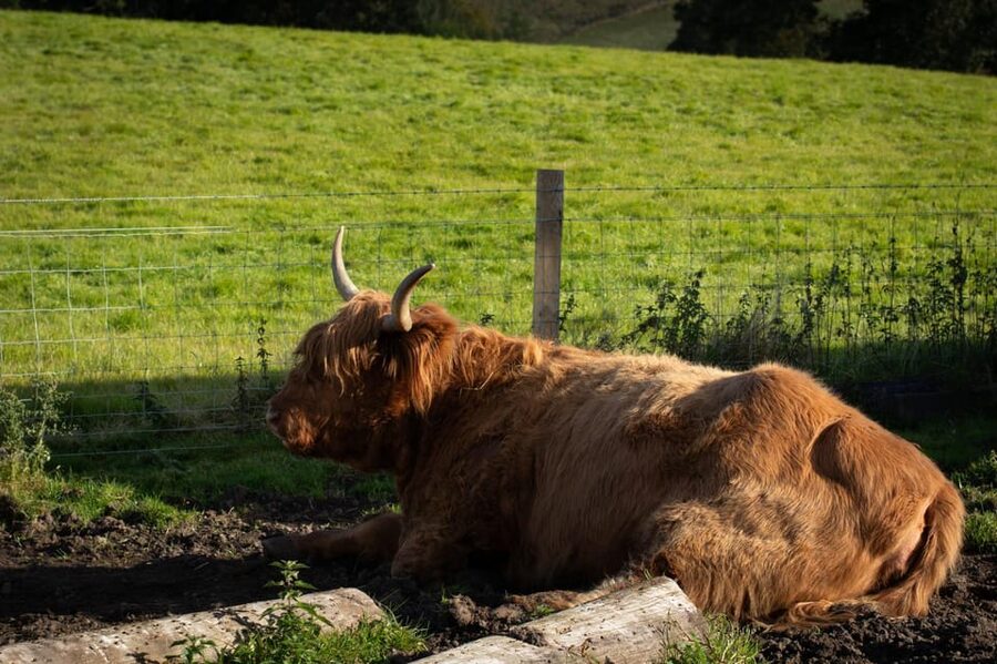 From Edinburgh: Loch Ness, Glencoe & Scottish Highlands Tour - Price and add-ons: is this $61 good value