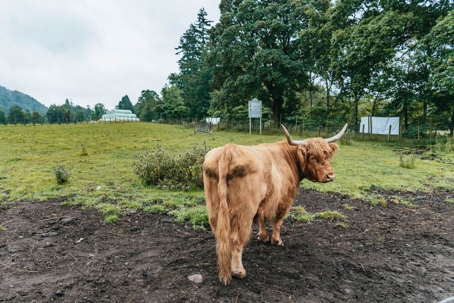 From Edinburgh: Loch Ness, Glenoce & The Highlands Day Tour - Key highlights I’d plan around