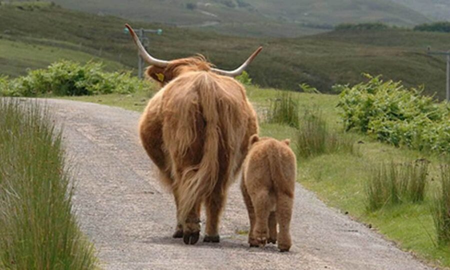 From Edinburgh: Loch Ness & Inverness Tour in Spanish - Inverness Free Time: Use It to Get Your Bearings
