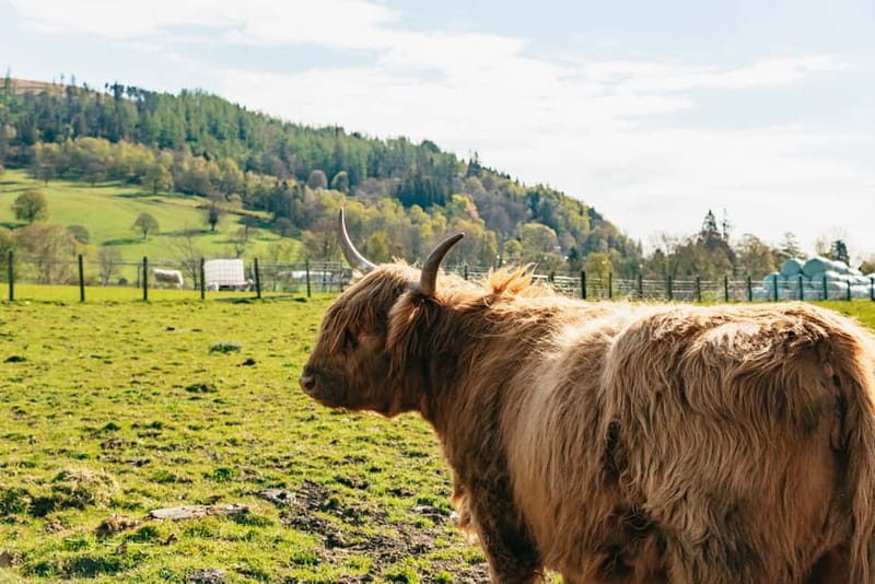 From Edinburgh: Loch Ness & Scottish Highlands Tour - Price and Value: Is $94 Worth It?