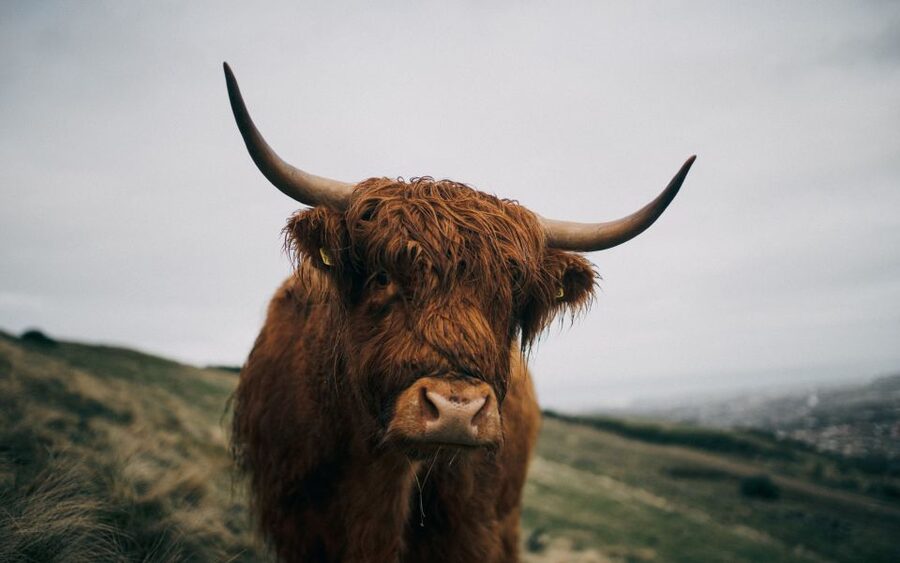 From Edinburgh: Scottish Highlands Full-Day Trip - How This Private 9-Hour Plan Feels in Real Life
