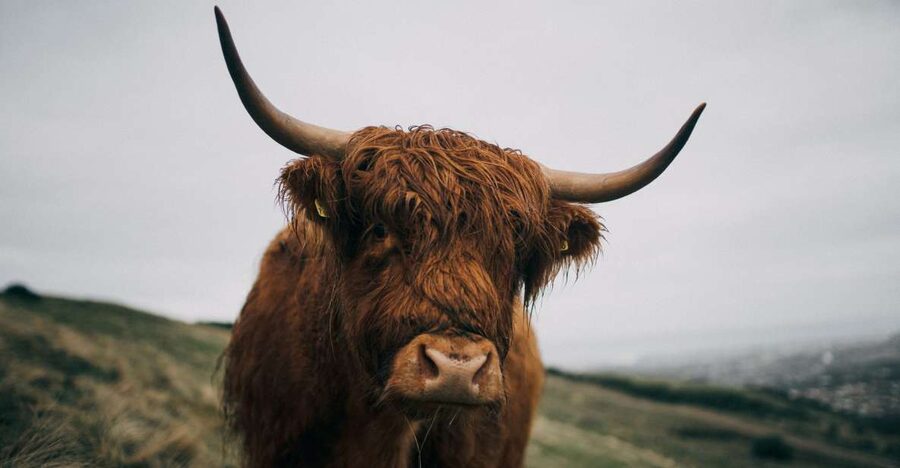From Edinburgh: Scottish Highlands Full-Day Trip - Birks of Aberfeldy Hike: The One Active Piece Worth Planning Around