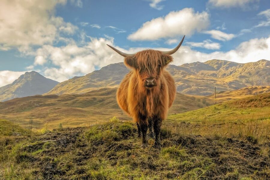 From Edinburgh: Stirling Castle, Loch Lomond & Whisky Tour - Getting from Edinburgh to the Scottish hits in 10 hours