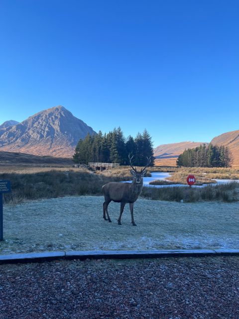 From Edinburgh: The Kelpies, Glencoe & Loch Lomond Day Tour - Kilmahog and the Highland cows: the perfect reset stop