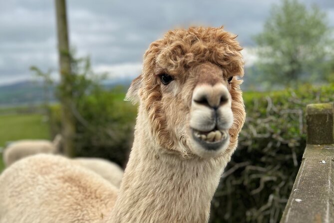 Highland Cows, Walk Alpacas & Scottish Wildlife Centre from Edin. - Key highlights you should not miss