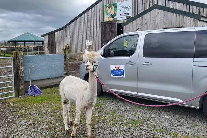 Highland Cows, Walk Alpacas & Scottish Wildlife Centre from Edin. - The shape of the day: how this 9-hour private tour actually feels
