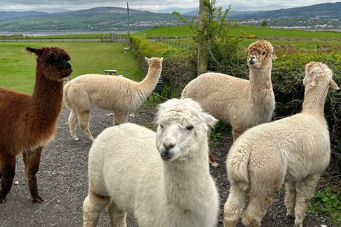 Highland Cows, Walk Alpacas & Scottish Wildlife Centre from Edin. - The road between stops: mythological horse statues and an iconic castle at a boundary