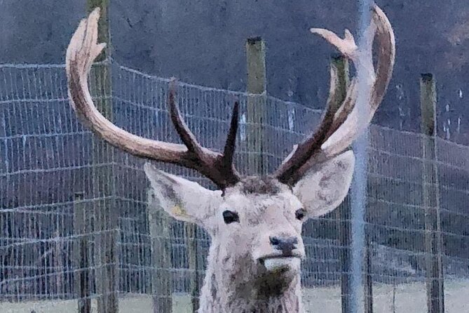 Highland Cows, Walk Alpacas & Scottish Wildlife Centre from Edin. - Nith Valley Alpacas: the forest walk you plan for (and what to wear)