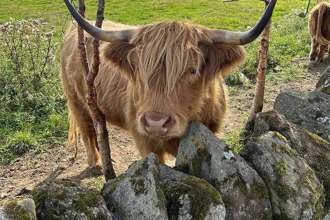 Highland Cows, Walk Alpacas & Scottish Wildlife Centre from Edin. - Scottish Deer Centre: donation-entry wildlife that makes a calm ending