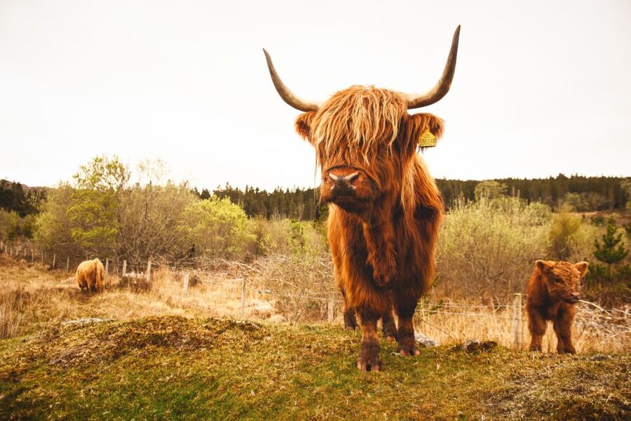 Isle of Skye and the Highlands 5-Day Tour from Edinburgh - The guide experience, why it often drives the whole trip