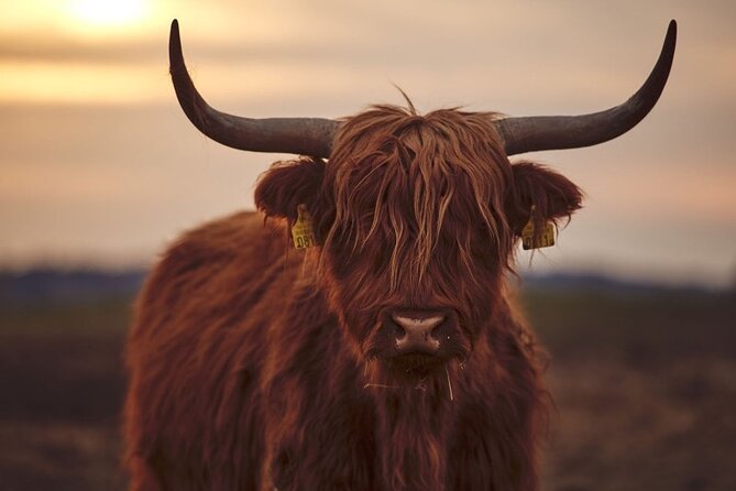 Luxury Private Tour of The Highlands & Loch Ness from Edinburgh - Loch Ness time: choose the cruise, or stay on the shore