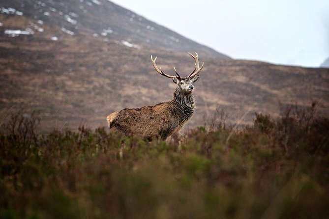 Private Glencoe Driving Tour from Edinburgh - Private Glencoe from Edinburgh: why this beats the big-bus version