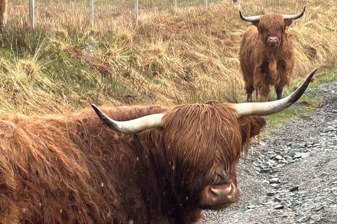 Private Harry Potter, Glenfinnan Viaduct, Highland Edinburgh Tour - Loch Tulla viewpoints, Callander cow feeding, and castle-photo realism