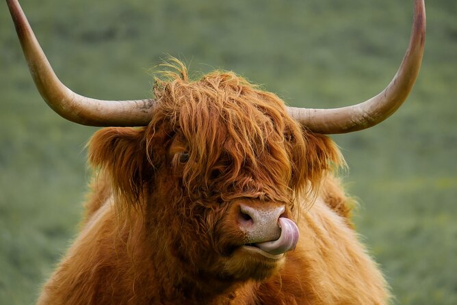 Private Luxury Mini Highlands Tour From Edinburgh - Braveheart - Kilmahog Hairy Coos stop, petting and feeding included