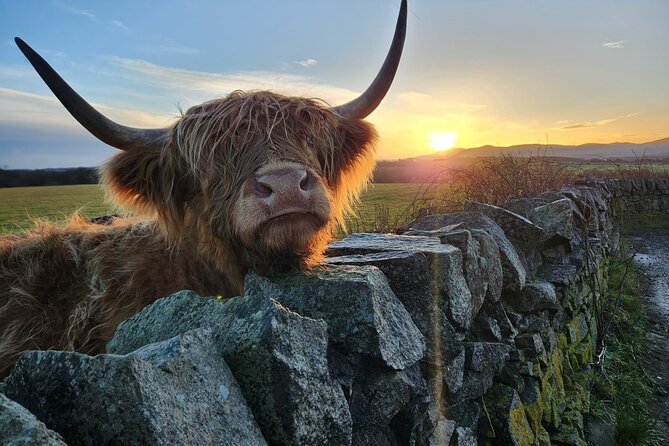 Private Tour of the Scottish Highlands from Edinburgh - Swanston Farm: Thelma, Louise and Angus Highland coos